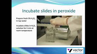 Endogenous peroxidase blocking in tissue with hydrogen peroxide [upl. by Nhtanhoj]