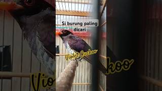 Kedasih Ungu Violet Cuckoo Burung paling dicari [upl. by Hayikaz]