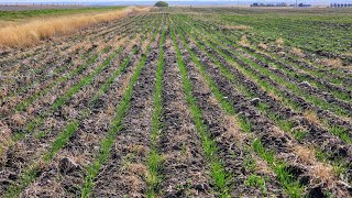 Winter Wheat Update [upl. by Langelo720]