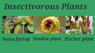 insectivorous plants insectivorous plants names venus flytrap plant sundew plant pitcher plant [upl. by Odnumyar]