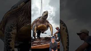 Tortuga gigante 🐢 youtubeshorts funny shorts viralvideo [upl. by Aelahs]