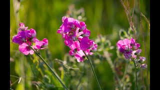 How to grow Sweet Peas [upl. by Pinsky628]