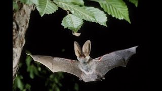 Bat hunting Insects  Fledermaus jagt Insekten [upl. by Anehsuc]