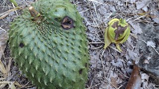 Guanabana antracnosis en las flores y las frutas [upl. by Jarrad]