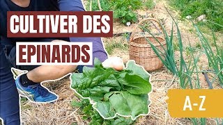 Tuto jardin  Comment cultiver des épinards AZ [upl. by Aneeles]