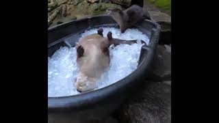 Cute Otters Playing In An Ice Bath [upl. by Aniuqaoj]