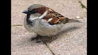 How does House Sparrow Chatter Calls sounds [upl. by Hanan808]