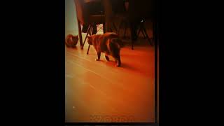 MY KITTYSKITTY capcut edit cat videoediting kitty [upl. by Lilithe]