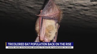 Tricolored bat population is back on the rise in Tennessee [upl. by Toney21]