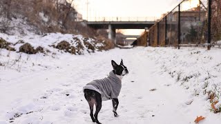 Boston Terrier Tricks for Treats Smart Pup Challenges [upl. by Salvadore]