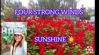 FOUR STRONG WINDS song by NEIL YOUNG cover song by SUNSHINE 🌞 [upl. by Remled372]