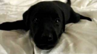 Playful Barking Black Labrador Retriever Puppy 37 Days Old [upl. by Junius]