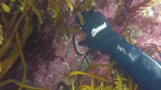 Kaikoura Dive  February 2017 [upl. by Bowers]