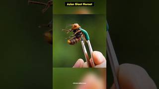 The Deadliest Insect in Your Backyard bee insects shorts facts beefly factsdastan [upl. by Glennie]