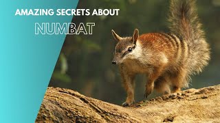 Amazing Secrets About Numbat [upl. by Enylcaj]