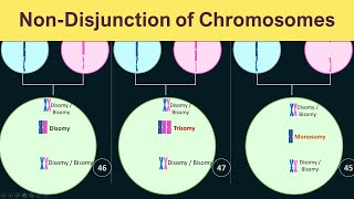 NonDisjunction of chromosomes  Trisomy Monosomy amp Disomy [upl. by Yniffit]