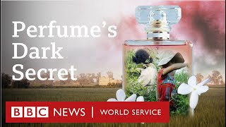 Child labour behind global brands bestselling perfumes  BBC World Service Documentaries [upl. by Chung]