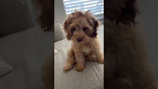 Boom PUPPY puppy puppyvideos dog dogsitter ilovepuppies [upl. by Farny712]