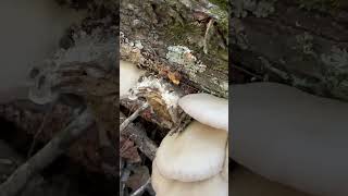 Shorts Clusters of Edible Pearly Oyster Mushrooms November 21 on a Downed Mockernut Hickory Top [upl. by Phillipp]