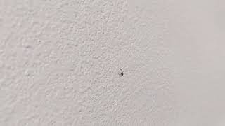 Pseudoscorpion climbing on my wall [upl. by Naraa]