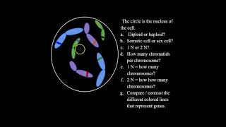 What are Diploid and Haploid Cells and How to Solve Haploid and Diploid Problems for Bio Classes [upl. by Bartlet]