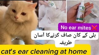 How to clean cats ear at home in Urdu🐱ear mites in cats symptoms and treatmentPersian cats care🐈 [upl. by Damalus434]