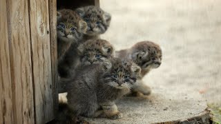 Funny Pallass cat kitten explores the world [upl. by Esnohpla]