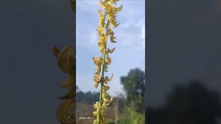 കിലുക്കച്ചെടിCrotalaria pallidaroadsideattractions gardenvibes flowers roadside tamil music [upl. by Adniuqal925]