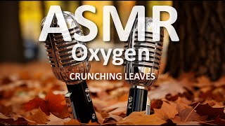 ASMR Crunching Leaves  No Talking  Dried Maple Leaf Crunch Sounds [upl. by Allebasi940]