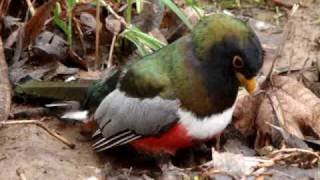 Elegant Trogon eats Giant Water Bug Part 2 [upl. by Rossi24]