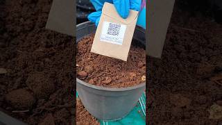 Sowing basil seeds from TheAffordableOrganicStoretrending seeds grow gardening terracegarden [upl. by Nomma]