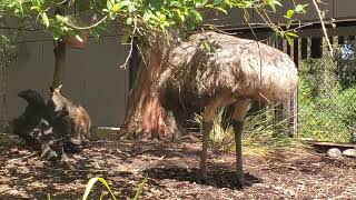 Taronga Zoo in Sydney Australia [upl. by Vasquez]