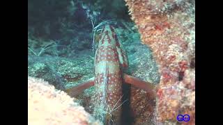 【瞬撮】アカシマシラヒゲエビ コクハンハタをクリーニング Lysmata amboinensis（Pacific cleaner shrimp）s cleaning to Cephalopholis [upl. by Jopa220]