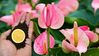 Just Sprinkle 1 Spoon Even The Weakest Anthurium Will Bloom Immediately [upl. by Prichard]