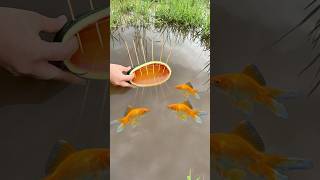 Survival Skills SIMPLE and USEFUL with watermelon fish trap survival camping bushcraft fish [upl. by Sonni610]