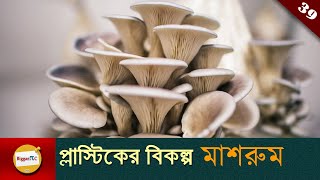 মাইসেলিয়াম প্রযুক্তি Mushroom or Mycelium Technology may be an alternative to plastic Ep 39 [upl. by Oika603]