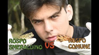 Rospo Comune vs Rospo Smeraldino [upl. by Eirrod]