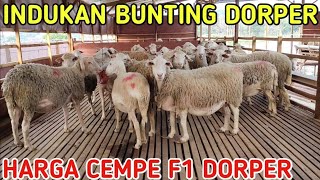 HARGA INDUKAN BUNTING DORPER DAN CEMPE F1 [upl. by Adlay376]