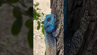 Blue Headed Agama lizard 86days kk 86daysinkruger [upl. by Rudyard]