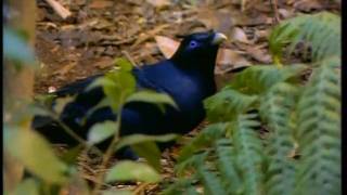 Satin Bowerbird part 2 [upl. by Bromley]