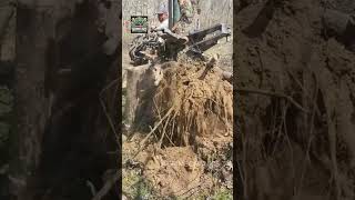 Most Powerful Stump and Roots Removing Machines machine farmlife shorts [upl. by Dunham182]