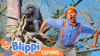 Blippi en el Zoo  Alimenta a los Animales  Blippi Español  Videos educativos para niños [upl. by Himelman]