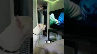 Dog Watches A Scary Movie For The First Time 😭 [upl. by Nayhr]