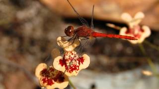 Carnivorous Plants of Litchfield National Park [upl. by Ettelohcin76]