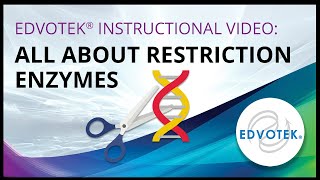 Edvotek Instructional Video All About Restriction Enzymes [upl. by Lorou729]