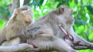 Mama Rose Sit Behind Gladdis During Give Milk To New Born on tree on Nov242024Vs4671Ambers [upl. by Ellimahs]