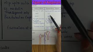 Types of Nephrons shorts youtubeshorts [upl. by Priest879]