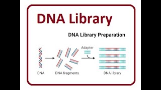 DNA and Genomic Library  2024 [upl. by Asira]