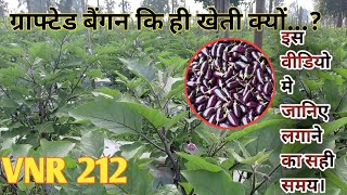 Grafted baigan ki kheti। ग्राफ्टेड बैंगन कि ही खेती क्यों। VNR212। बैंगन कि खेती। [upl. by Refotsirc547]