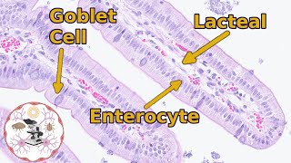 Small Intestine Histology  Easily Digestible [upl. by Brower705]